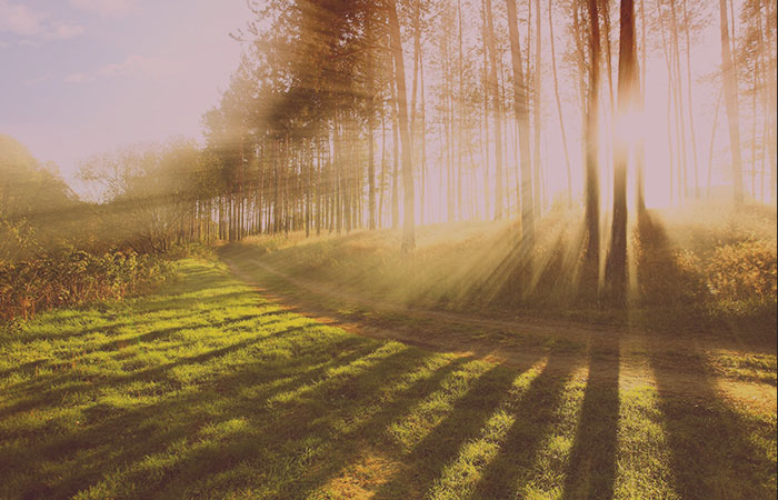 Sweden: Beautiful forest